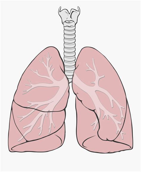 Lungs Diagram Simple , Free Transparent Clipart - ClipartKey