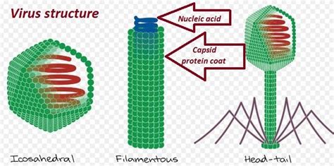 What is Virus: Definition, Structure and Functions: Readbiology.com