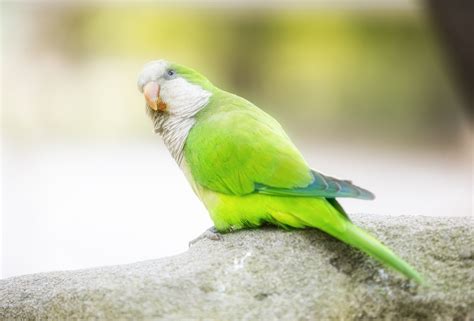 Interesting Facts About Quaker Parrots