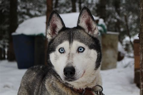 Free Images : snow, cold, winter, animal, pet, close up, vertebrate, dog breed, sled dog ...