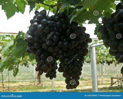 Grape Farm in the South of Thailand Stock Photo - Image of south, landscape: 144570892