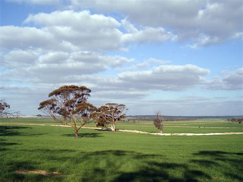 Wheatbelt Landscape – The Divining Tool