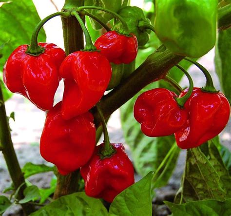 Pepper Red Habanero seeds - Sierra Flora