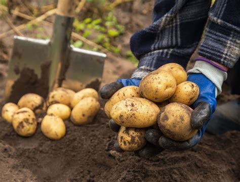 4 Tips For Harvesting Potatoes From Your Garden