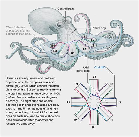 How Octopus Arms Bypass the Brain - Techno Blender