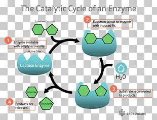 Catalysis PNG Images, Catalysis Clipart Free Download