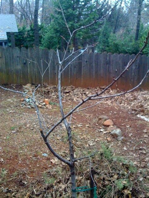 Cherry Tree Pruning Tips