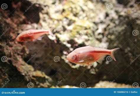 Blind Cave Mexican Tetra Aquarium Fish Stock Photo - Image of beautiful ...