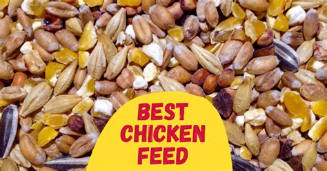8 Best Chicken Feed in 2023 [Reviewed] - The Poultry Feed