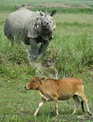 One Horned Rhino Grasses Along Domesticated Editorial Stock Photo - Stock Image | Shutterstock