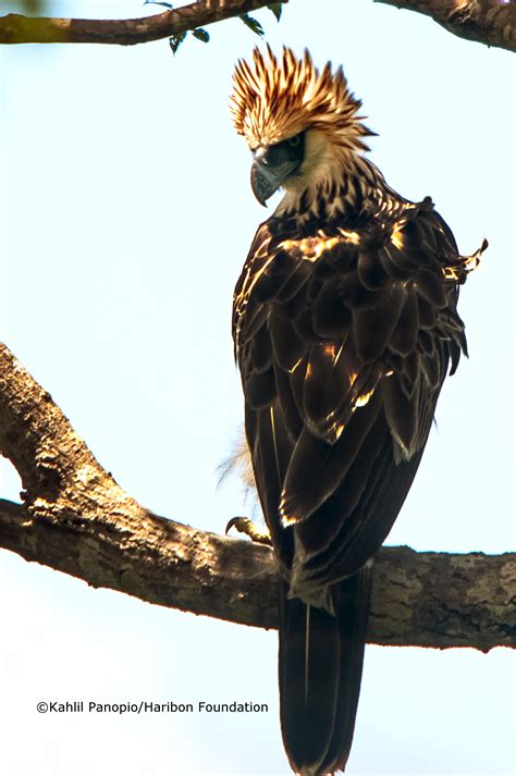 Mt. Mingan: The Philippine Eagle conservation hub of Sierra Madre | EDGE of Existence