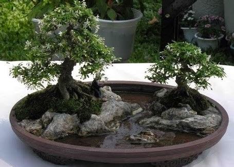 Art of Bonkei: A Bonsai Landscape - Bonsai Tree Gardener