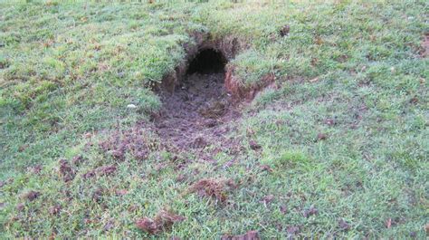 A few wombat burrows down near the Yarra river that haven't been in use ...