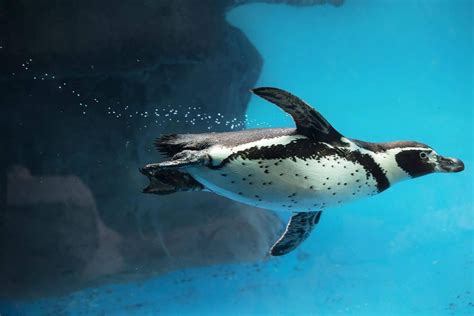 Penguin Facts: Things You Never Knew About Penguins | Reader's Digest