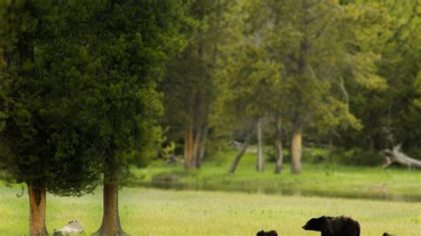 How Many Bison Live In Yellowstone National Park - Nationalparklore.com