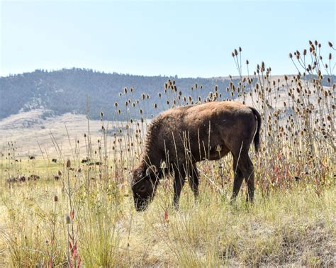 National Bison Range - Steph Purk