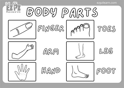 Animal Body Parts Coloring Pages