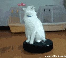 All The Best Cat Roomba GIFs - Home Rider Systems