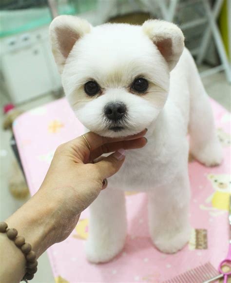 Facts About Teddy Bear Dogs | Dog, Maltese and Pet grooming