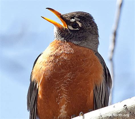 American Robin Migration News