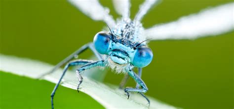 Introduction to Macro Photography: Equipment - Nature TTL