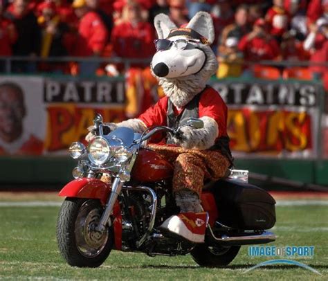 KC Wolf, Kansas City Chiefs mascot, takes a spin on his Harley ...