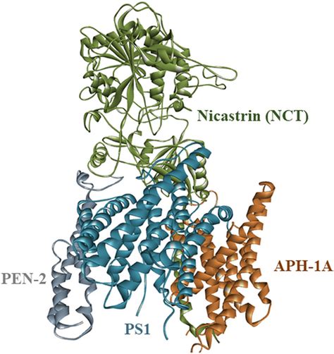 Structure of γ-secretase protein showing the four subunits | Download Scientific Diagram