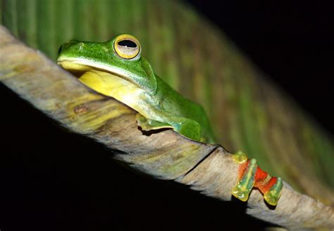 Photography & Me: Malabar Flying Frog