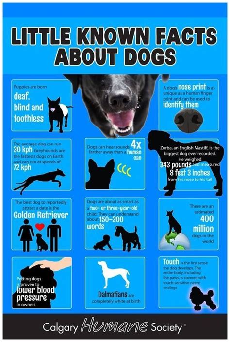Big Dogs, I Love Dogs, Dogs And Puppies, Cute Dogs, Doggies, Funny Dogs, Fun Facts About Dogs ...