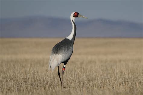 White-naped Crane( Antigone vipio) Bird Mongolia