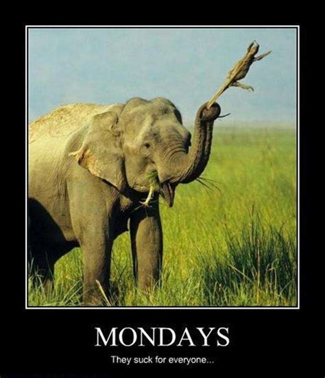 Hilarious & Funny Monday Memes To Lighten Your Day