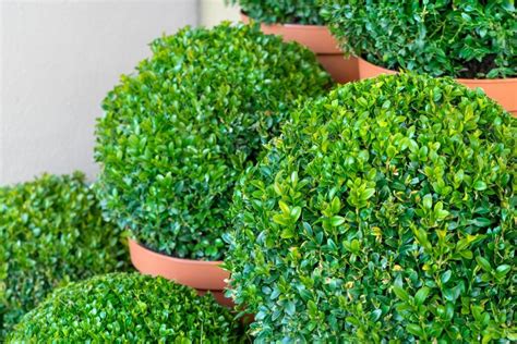 Tips for Growing and Pruning your Boxwood Topiary