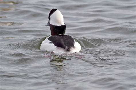 Ann Brokelman Photography: Bufflehead Duck Male and Greater Scaup ...