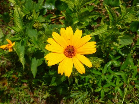 Ocracoke Island Journal: Yellow Flowers