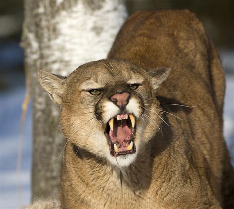 Mom Fights Off Mountain Lion With Bare Hands To Save Her 5-Year-Old Son ...