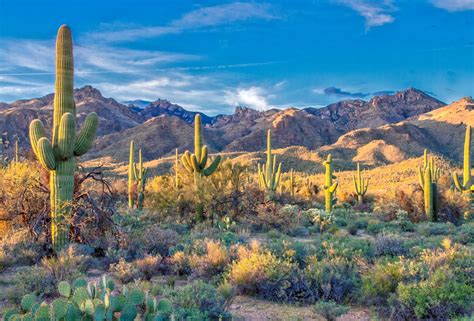 5 Places to See Saguaro Cactuses in Phoenix for the Perfect Selfie ...