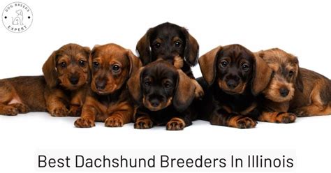 Best Dachshund Breeders in Illinois [2024] | List of 9 Local Breeders