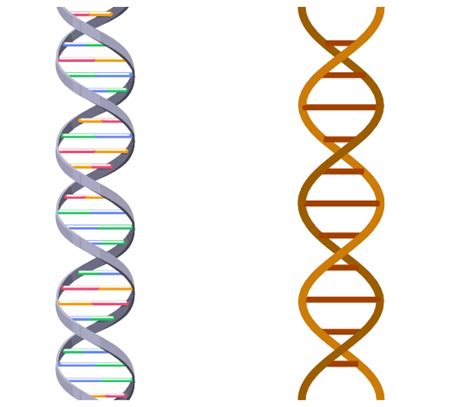 Dna Structure Animation