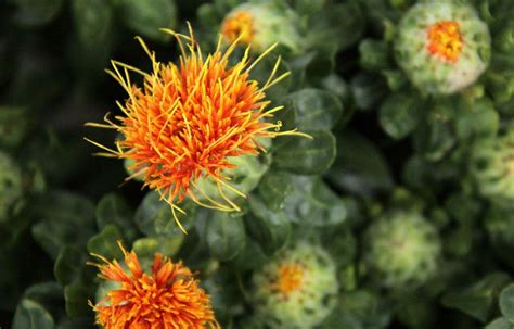 Safflower Seeds For Birds – Complete Bird Feeder Guide » Birds & Wild