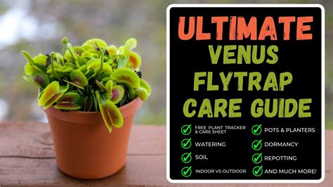 Venus Flytrap Care: Complete Care Guide + Repotting A Venus Flytrap & Huge Soil Hack You MUST ...