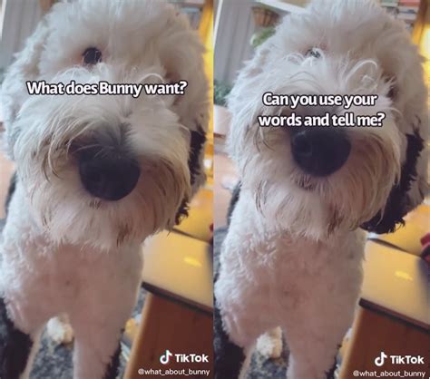 How Can Bunny The Dog Talk? The Viral TikTok Star, Explained