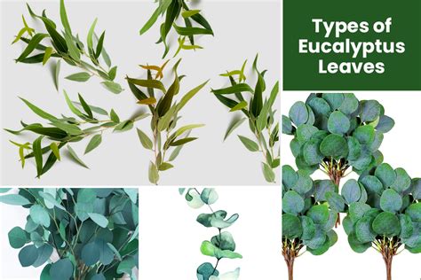 Different Types of Eucalyptus Leaves - EmbraceGardening