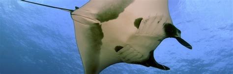 Manta Ray Conservation Efforts