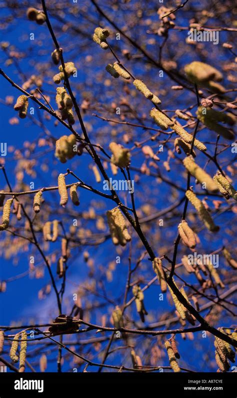 Silver Birch tree with catkins Stock Photo - Alamy