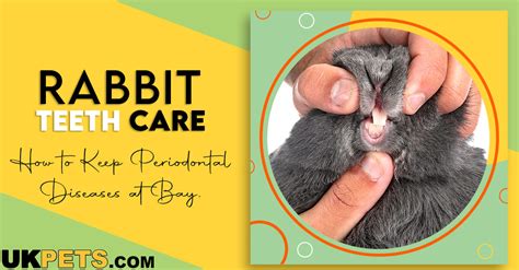 Rabbit Teeth Care: Keep Periodontal Diseases at Bay | UKPets