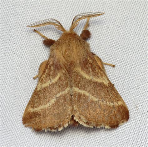 Eastern Tent Caterpillar Moth (Butterflies and Moths of Caledon State ...