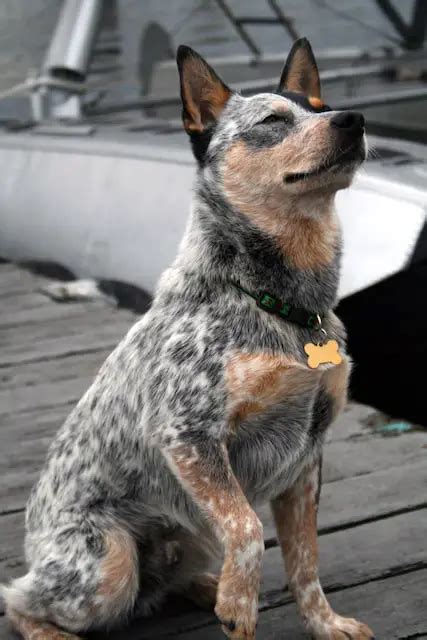 5 Great Facts About The Queensland Heeler - Doodles Daily