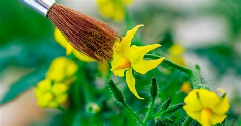 Polinización cruzada en plantas: Hortalizas de polinización cruzada - Consejos para mi huerto