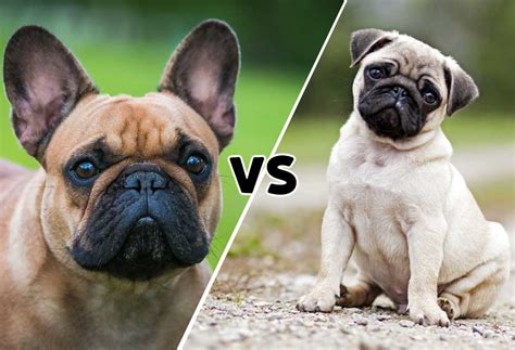 Pug Vs. French Bulldog - PatchPuppy.com