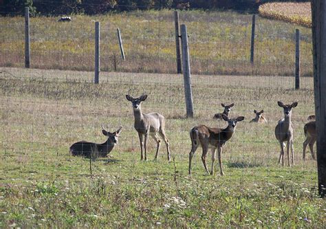 Fenced In Deer Free Stock Photo - Public Domain Pictures